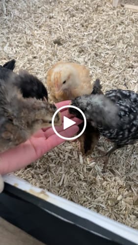 Customer video review of GrubTerra Dried Larvae Sample FREE