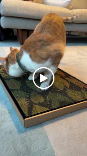 Customer video review of Tropical Leaves - Luxury Cat Scratching Board