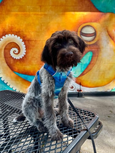 Customer photo review of Ruffwear Front Range Harness