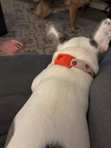 Customer photo review of FurLife™ 12 Months Flea and Tick Free