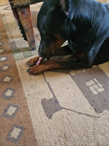 Customer photo review of 6 Inch Thick Braided Bully Stick