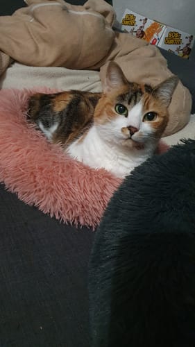 Avis photo d'un client sur Pâtée Chat Senior Sans Céréales - Saumon