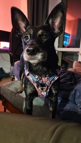 Customer photo review of Truelove Hunde geschirr Blumen Hunde geschirr Hunde weste Typ Hund Wander kette kleine mittlere Welpen Katze gedruckt Baumwolle tlh1912