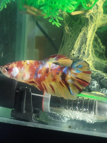 Customer photo review of King Giant Plakat Male Betta Fish | You Pick Fish | High Grade