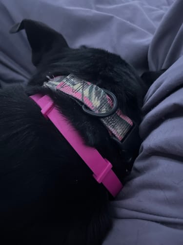 Customer photo review of FurLife™ - 8 Months Flea and Tick Collar for Dogs