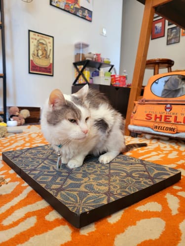 Customer photo review of Mediterranean Tile - Luxury Cat Scratching Board