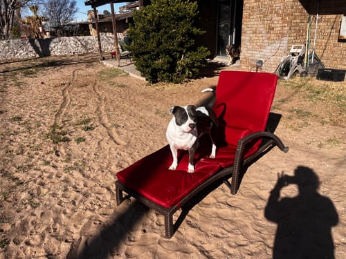 Customer photo review of Homrest Chaise Lounge Chairs Set of 2 for Outside, PE Rattan Wicker Lounge Chair, Wine Red