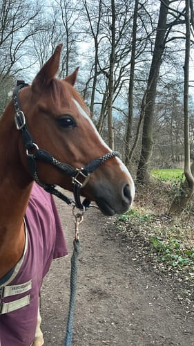 Customer photo review of Strotonin Horse Support