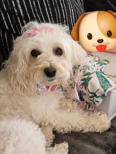 Miss review of ID Tag - Disney© Piglet image 1 out of 1