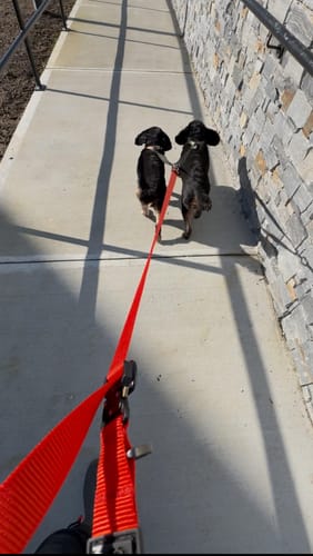 Customer photo review of Tesla City Leash (Hands-Free)