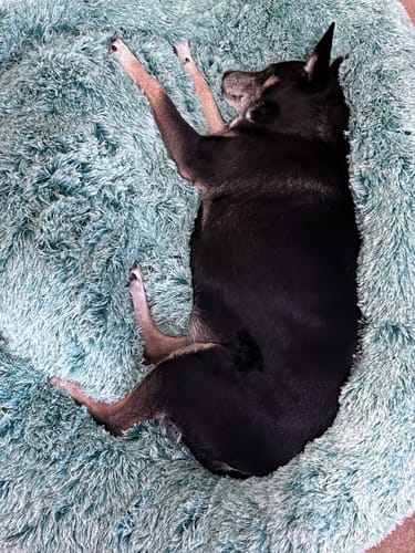 Customer photo review of PaWz Removable Cover Calming Pet Bed