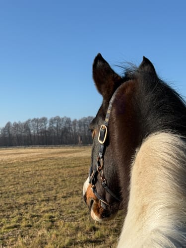 Customer photo review of Kristallkraft Move