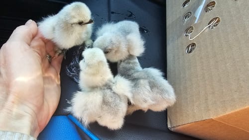 Customer photo review of Lavender Silkie Chick (Unsexed)