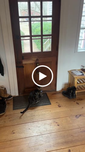 Mikaila K. review of SPEEDY TAIL 2.0 image 1 out of 1