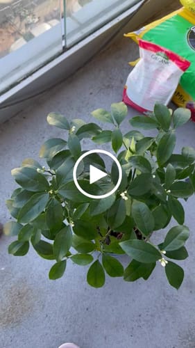 Customer video review of Neem Oil Pre-Emulsified Signature Starter Kit