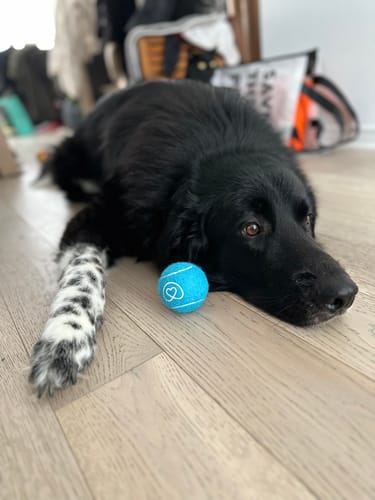 Customer photo review of Cod Skin Cubes