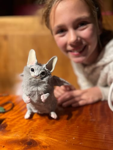 Customer photo review of Grey baby batcat