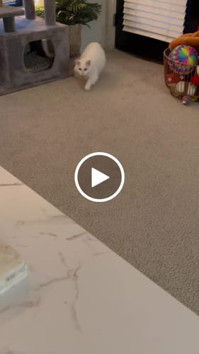 Brenna S. review of SPEEDY TAIL 2.0 image 1 out of 1