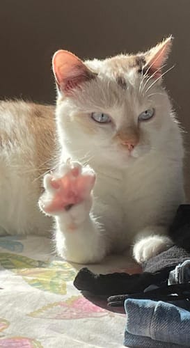 Customer photo review of Libro prof. Spagnulo: come alimentare correttamente il tuo gatto