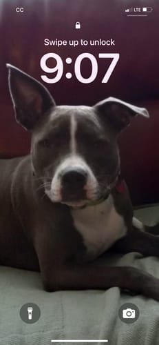 Customer photo review of FurLife™ 12 Months Flea and Tick Free