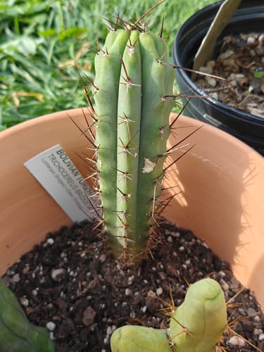 Customer photo review of Trichocereus Bridgesii | Bolivian Torch Cactus