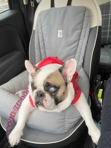 Customer photo review of Seggiolino Auto Mattias (Soft Touch) Grigio Medio