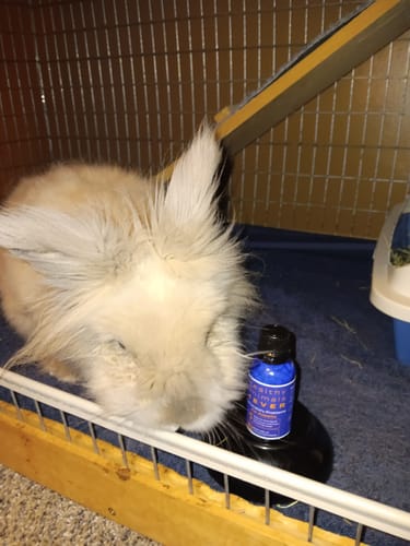 Customer photo review of Respiratory Infection Remedy for Rabbits
