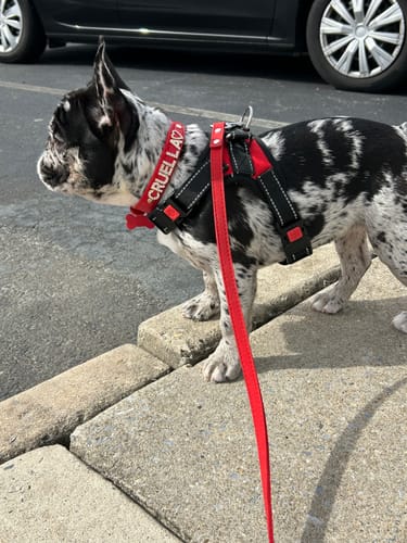 Customer photo review of CUSTOM DOG COLLARS WITH STUDDED JEWELRY