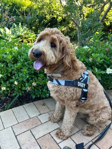 Customer photo review of Dog Harness
