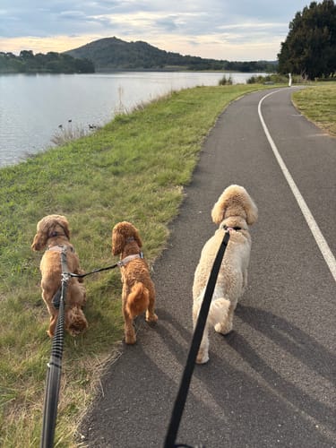 Customer photo review of Leash Splitter