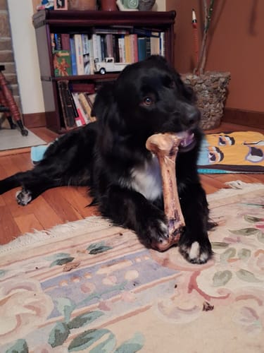 Customer photo review of Ostrich Hip Bone (12" x 5"x 3”): The Durable, Flavor-Packed Chew for Medium & Large Dogs