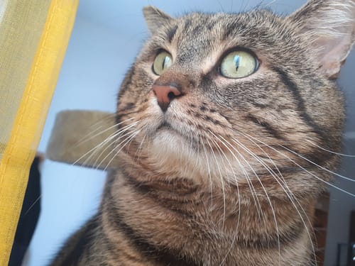 Avis photo d'un client sur Croquettes Chat Stérilisé Sans Céréales - Poulet