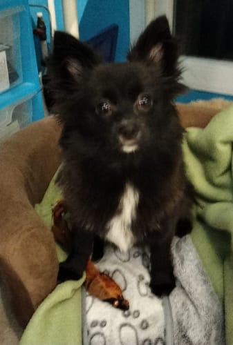 Customer photo review of Collier Anti Aboiement PuppySafe