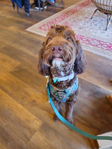 Annie review of Waterproof Collar - Lilac image 1 out of 1