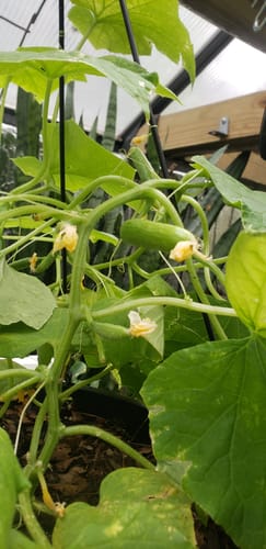 Customer photo review of Quick Snack Cucumber Seeds