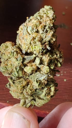Customer photo review of Girl Scout Cookies THCA Flower