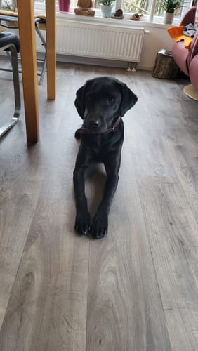 Customer photo review of CALM – NATÜRLICHES BERUHIGUNGSMITTEL HUNDE