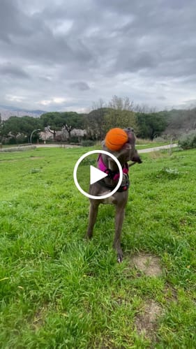 Pavel N. review of 4cm Combat® Collar | With Handle & Rated Clip - Magenta image 1 out of 1