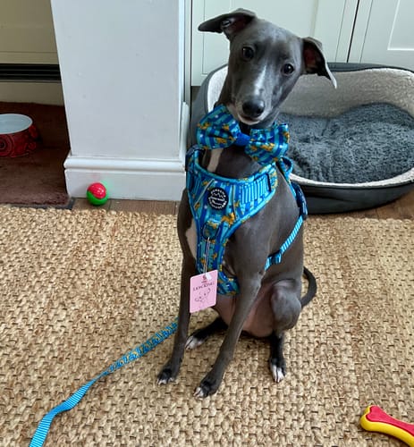 Janet review of Disney© Collar - Simba image 1 out of 1