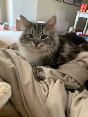 Customer photo review of 3 Month Supply - 1 Cat