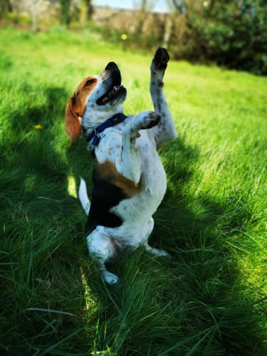 Customer photo review of Collier Anti Aboiement PuppySafe