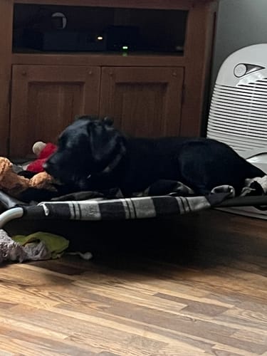 Customer photo review of HiK9 Bed with Chocolate Mesh Cover