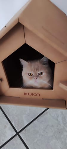 Customer photo review of Abbonamento gatto formula Anatra e Mirtilli Auto renew