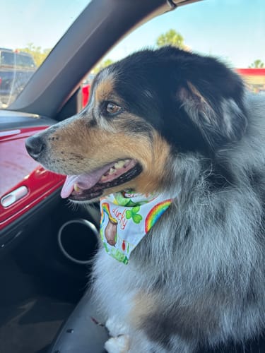 Customer photo review of Aggression and Frustration Reduction - Dogs