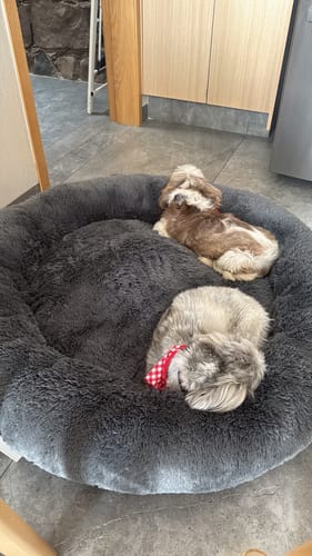 Customer photo review of Cama Antiestrés para Perros