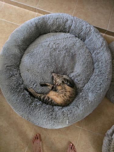 Customer photo review of Cama Antiestrés para Perros