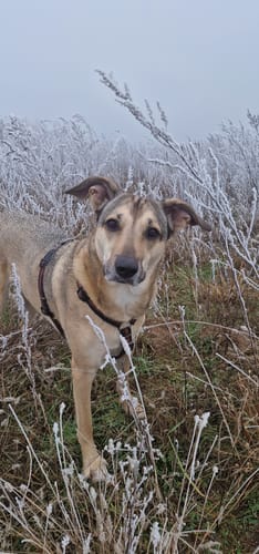 Customer photo review of Magen-Darm Drops