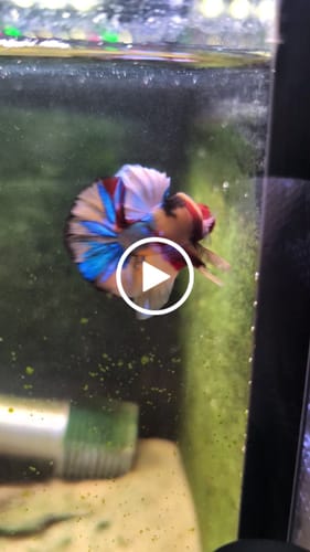 Customer video review of Multicolor Yellow Base Plakat Male Betta Fish | Order Directly From Farm| You Pick Fish