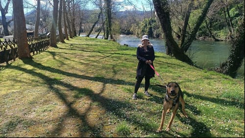 Sarah Y. review of Training Anti Pull TRI-Harness® | M-XL Breeds - Metal Grey image 1 out of 1