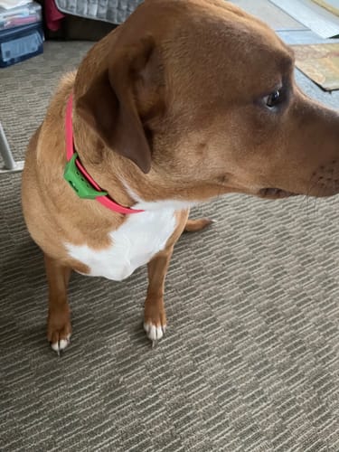 Customer photo review of FurLife™ 12 Months Flea and Tick Free